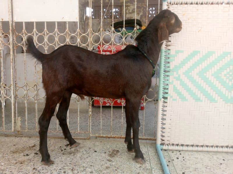 Munda rajanpuri bakra Gulabi larkana Dumba for sale 0