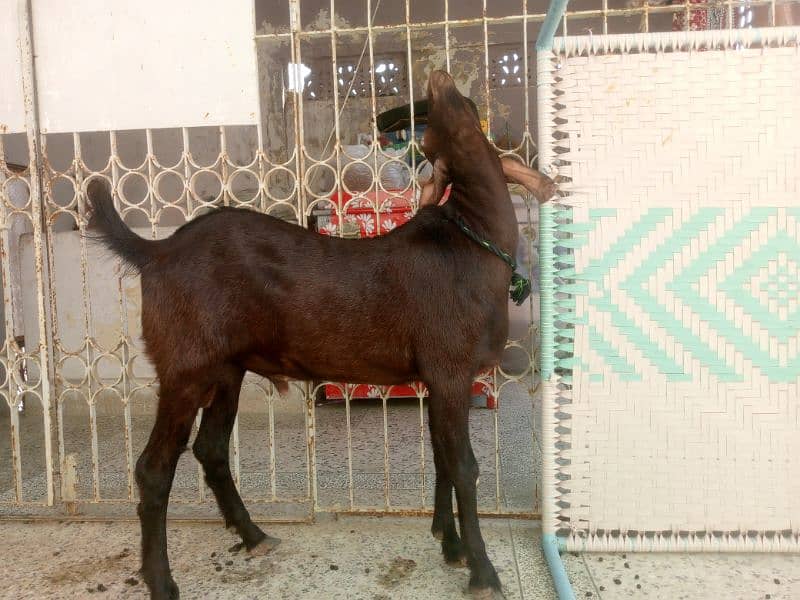 Munda rajanpuri bakra Gulabi larkana Dumba for sale 1