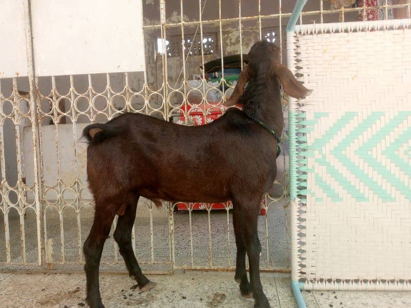 Munda rajanpuri bakra Gulabi larkana Dumba for sale 2