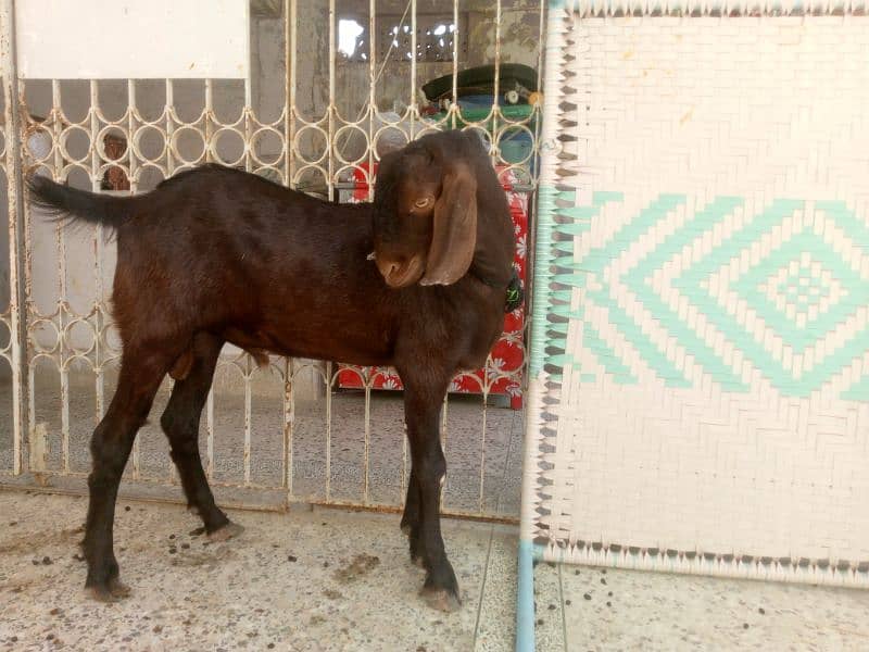 Munda rajanpuri bakra Gulabi larkana Dumba for sale 3