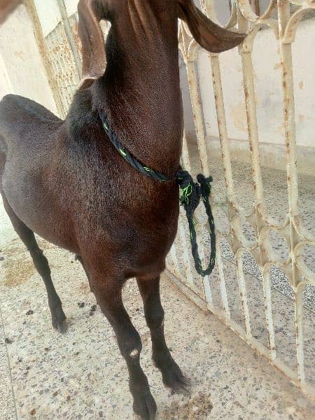 Munda rajanpuri bakra Gulabi larkana Dumba for sale 4