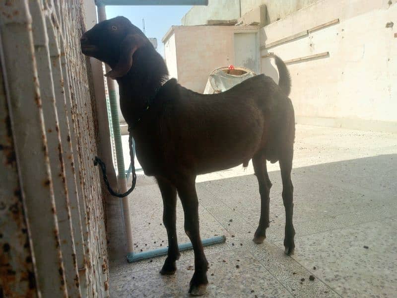 Munda rajanpuri bakra Gulabi larkana Dumba for sale 5