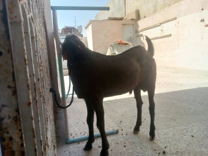 Munda rajanpuri bakra Gulabi larkana Dumba for sale 6