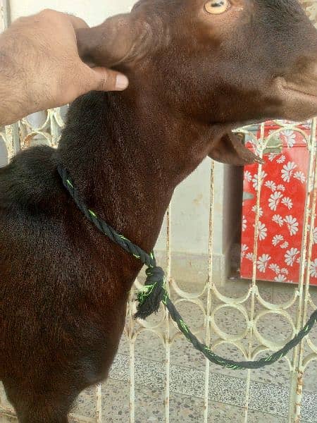 Munda rajanpuri bakra Gulabi larkana Dumba for sale 7