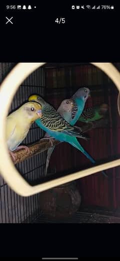 Australian parrots for sale