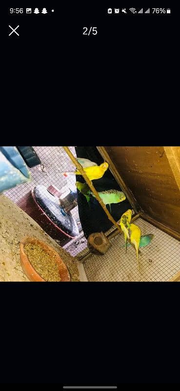 Australian parrots for sale 2