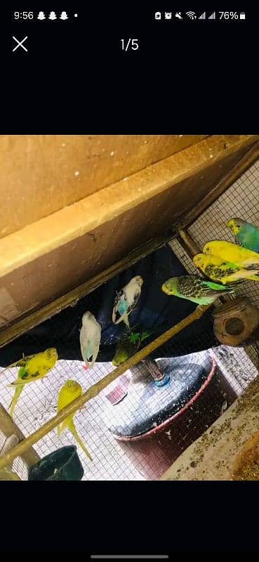 Australian parrots for sale 3