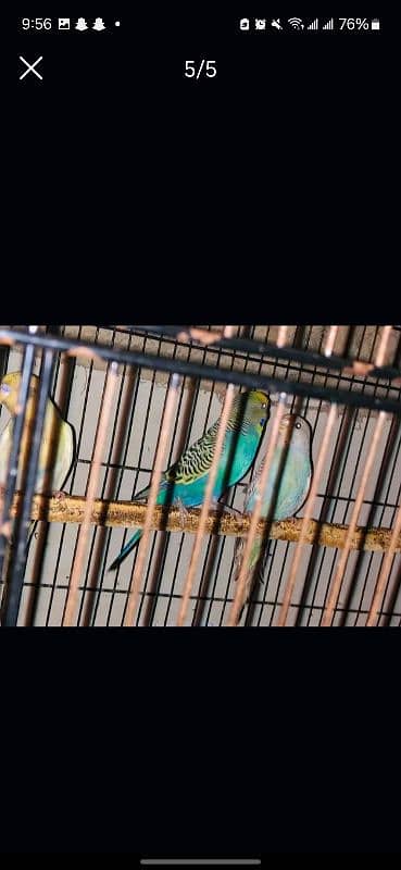 Australian parrots for sale 4