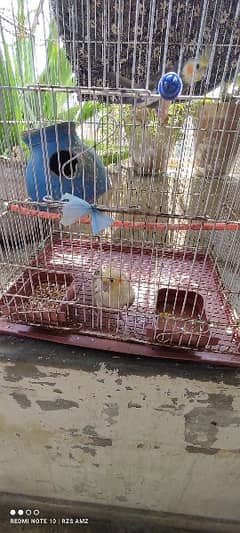 a pair of grey yellow cockatiel birds with their cage