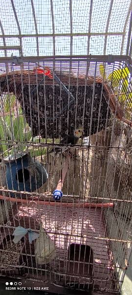 a pair of grey yellow cockatiel birds with their cage 1