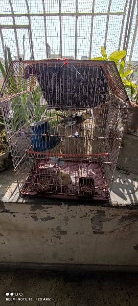 a pair of grey yellow cockatiel birds with their cage 2