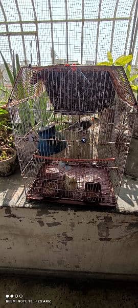 a pair of grey yellow cockatiel birds with their cage 3