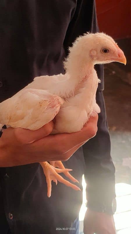 White king Oh Shamo Chick's for sale. Very Top Quality Bird. 2