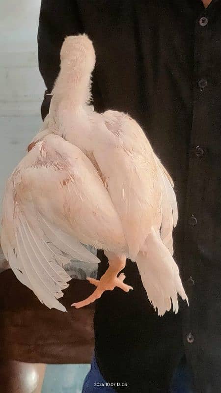 White king Oh Shamo Chick's for sale. Very Top Quality Bird. 3