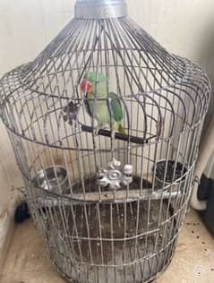 parrot wait cage