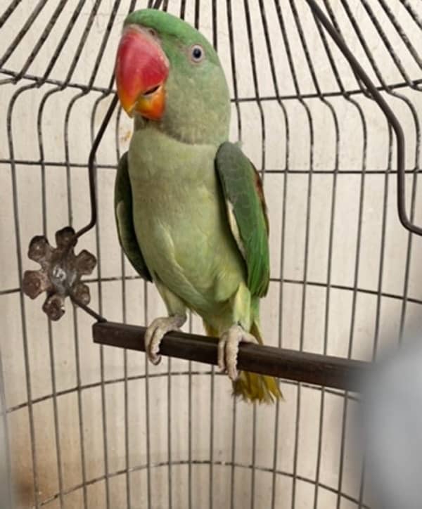 parrot wait cage 1