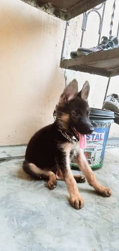 German shepherd Female puppy 0