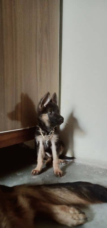 German shepherd Female puppy 1