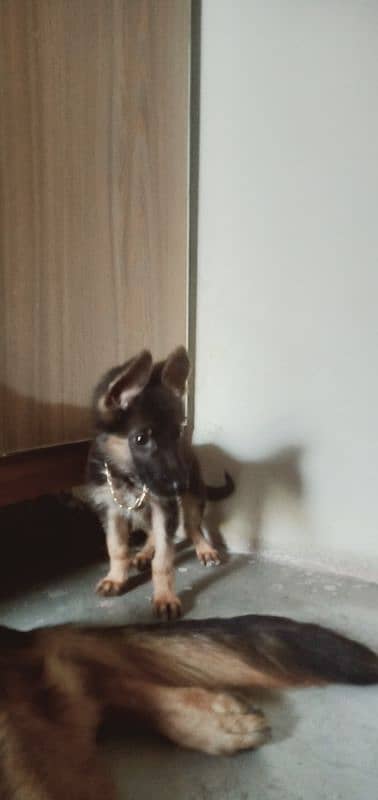 German shepherd Female puppy 3