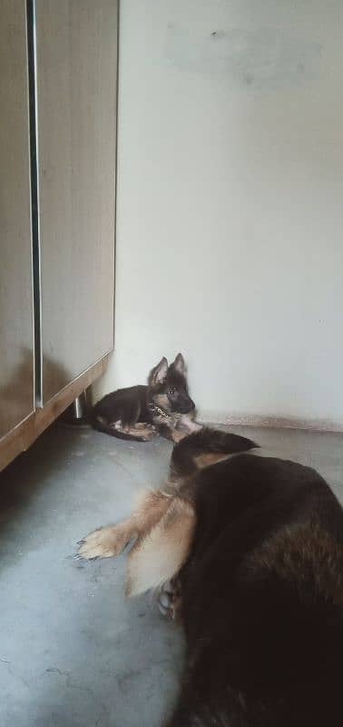 German shepherd Female puppy 4