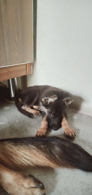 German shepherd Female puppy 5