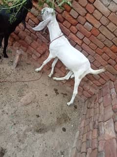 Desi Rajanpuri cross Bakra For sale