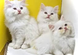 Persian triple coated kittens available for sale