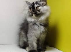 Persian triple coated kittens available for sale