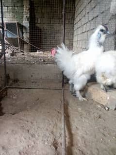 Silkie breeder pair for sale 0