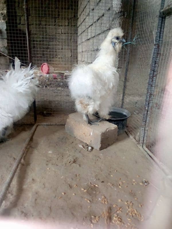 Silkie breeder pair for sale 1