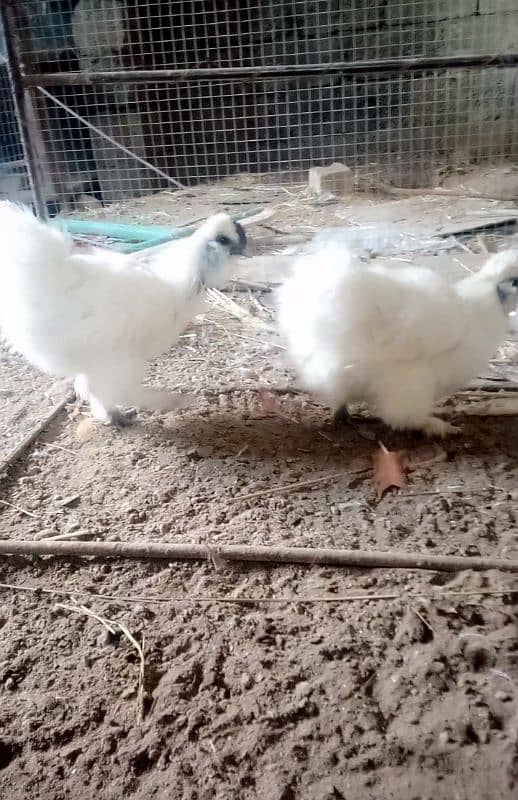 Silkie breeder pair for sale 2