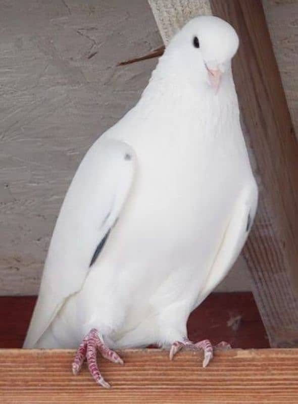 pigeons pair breader for sale 0