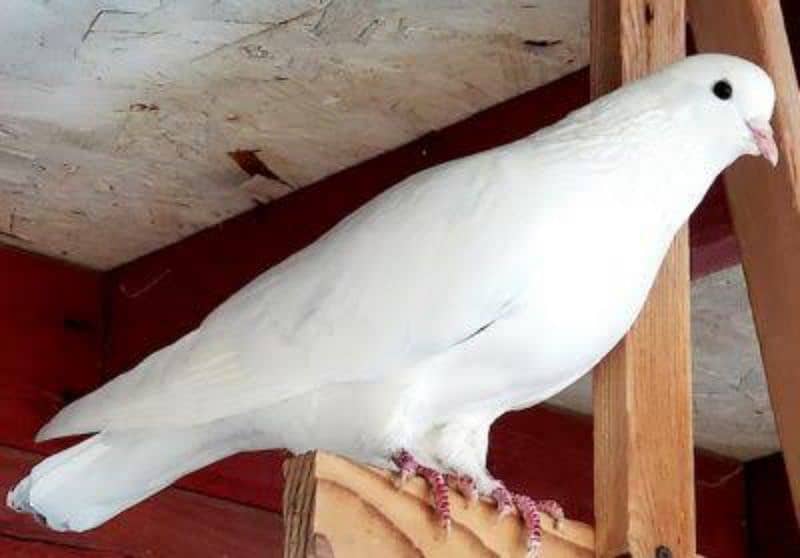 pigeons pair breader for sale 1