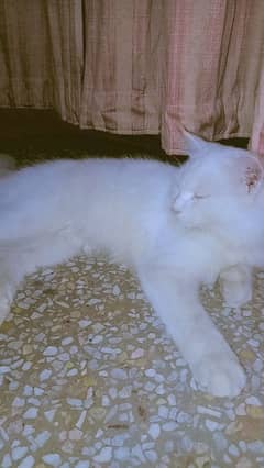 Beautiful Persian cat with 3 code only 6000