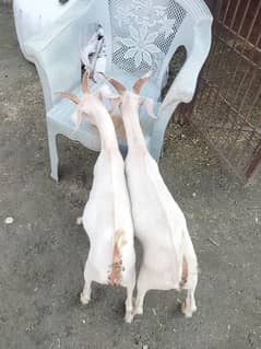 tapra goat white eyes . male female 03228076142