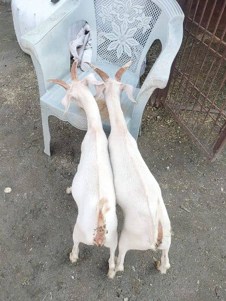 tapra goat white eyes . male female 03228076142 0