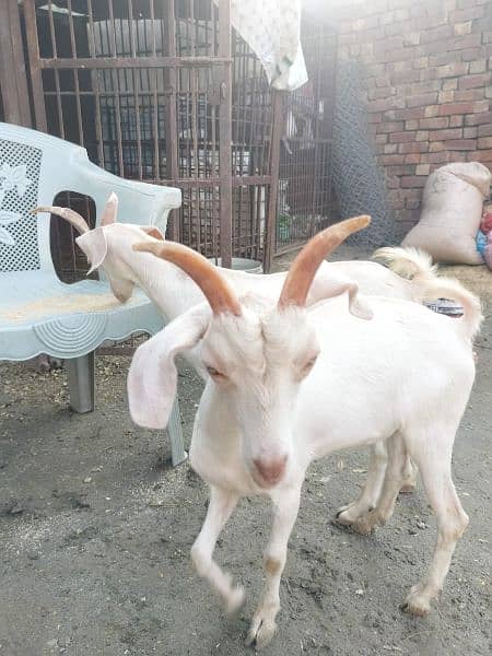 tapra goat white eyes . male female 03228076142 1