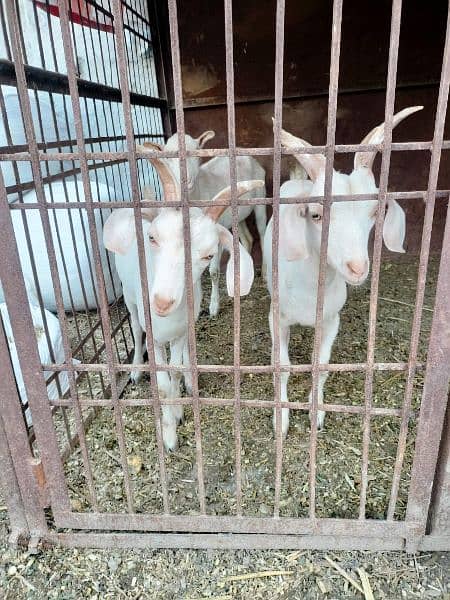 tapra goat white eyes . male female 03228076142 2