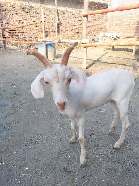 tapra goat white eyes . male female 03228076142 3