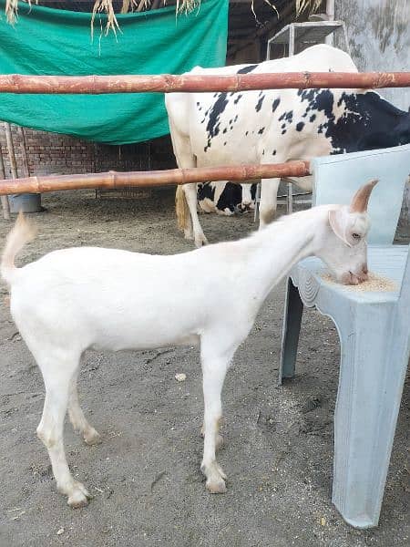 tapra goat white eyes . male female 03228076142 5