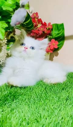 persian Kitten|Punch face Kittens|persian cat|cute|tripple|fluffy|piki