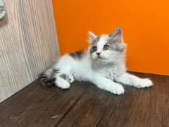 persian Kitten|Punch face Kittens|persian cat|cute|tripple|fluffy|piki