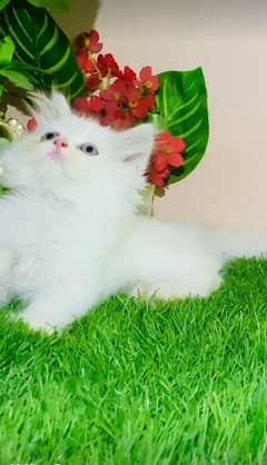 persian Kitten|Punch face Kittens|persian cat|cute|tripple|fluffy|piki