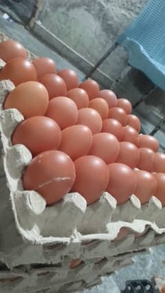 Desi Eggs