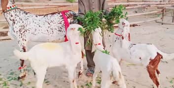 desi bakri for sale 0328,,27,,41,,035/