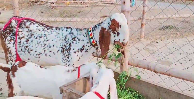 desi bakri for sale 0328,,27,,41,,035/ 1