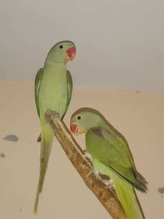 BREEDER PAIR