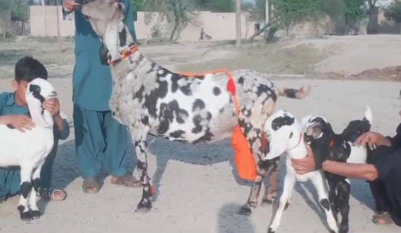 bakri for sale WhatsApp number 03207375837 3