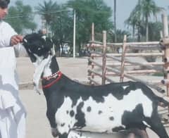 desi bakri for sale teen bachon wali/0328/27/41/035/