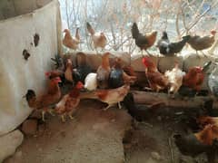 Golden Misri Murgi / Hen Fresh Pathii 0